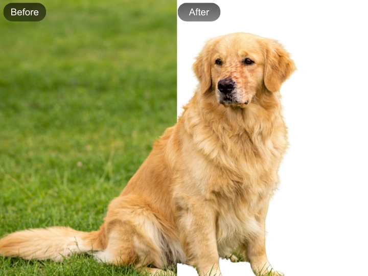 Social Media Content & Marketing Visuals