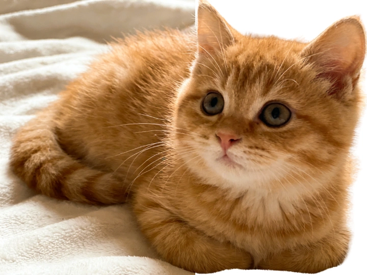 E-commerce Product Photography Enhancement